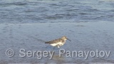 Video of Sanderling - Sanderling near to the coast line